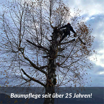 Eine Person, die auf einen Baum klettert